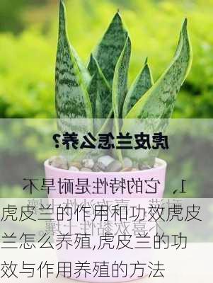 虎皮兰的作用和功效虎皮兰怎么养殖,虎皮兰的功效与作用养殖的方法