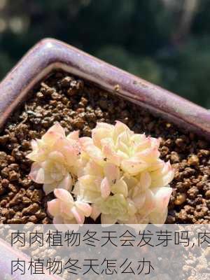 肉肉植物冬天会发芽吗,肉肉植物冬天怎么办