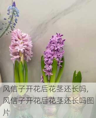 风信子开花后花茎还长吗,风信子开花后花茎还长吗图片