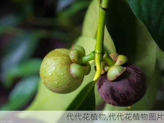 代代花植物,代代花植物图片