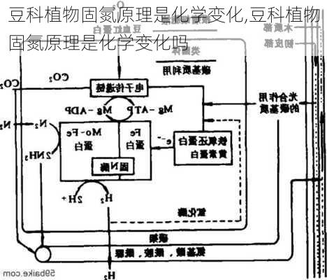 豆科植物固氮原理是化学变化,豆科植物固氮原理是化学变化吗