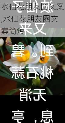 水仙花朋友圈文案,水仙花朋友圈文案简短