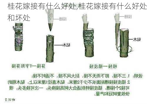 桂花嫁接有什么好处,桂花嫁接有什么好处和坏处