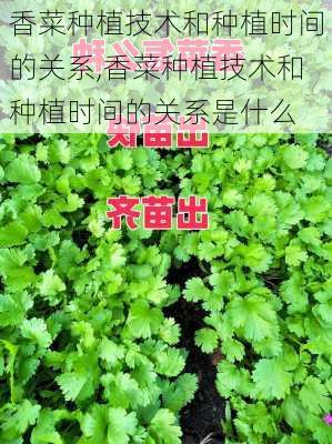 香菜种植技术和种植时间的关系,香菜种植技术和种植时间的关系是什么