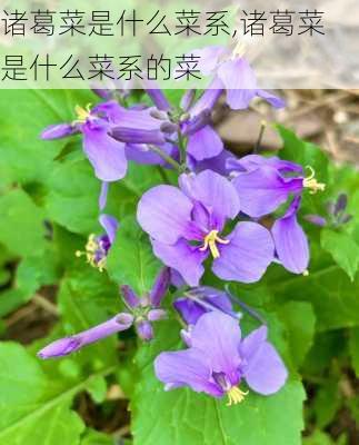 诸葛菜是什么菜系,诸葛菜是什么菜系的菜