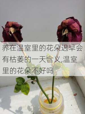 养在温室里的花朵迟早会有枯萎的一天含义,温室里的花朵不好吗