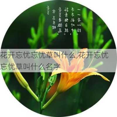 花开忘忧忘忧草叫什么,花开忘忧忘忧草叫什么名字