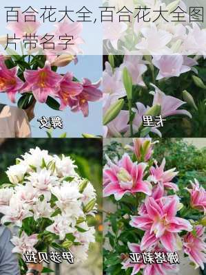 百合花大全,百合花大全图片带名字