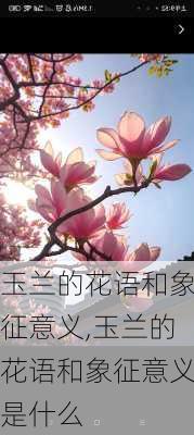 玉兰的花语和象征意义,玉兰的花语和象征意义是什么