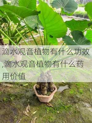 滴水观音植物有什么功效,滴水观音植物有什么药用价值