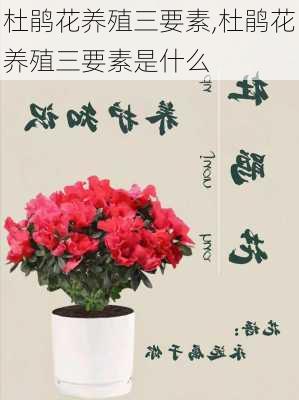 杜鹃花养殖三要素,杜鹃花养殖三要素是什么