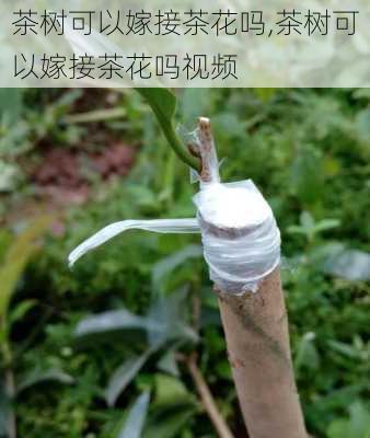 茶树可以嫁接茶花吗,茶树可以嫁接茶花吗视频