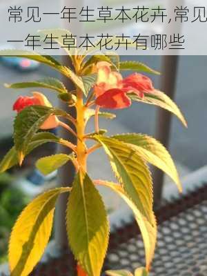 常见一年生草本花卉,常见一年生草本花卉有哪些