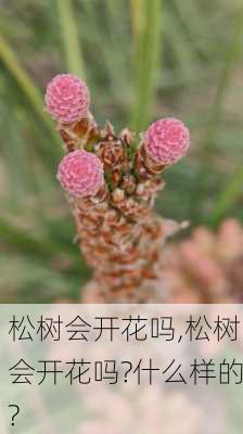 松树会开花吗,松树会开花吗?什么样的?