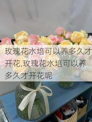 玫瑰花水培可以养多久才开花,玫瑰花水培可以养多久才开花呢