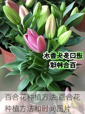 百合花种植方法,百合花种植方法和时间图片