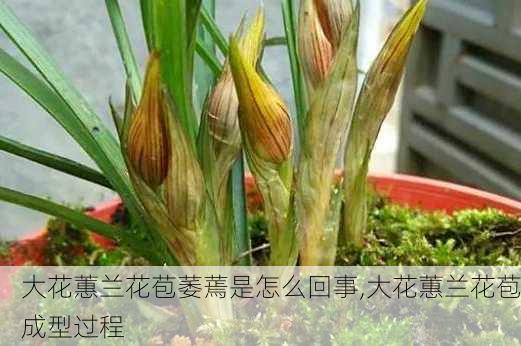 大花蕙兰花苞萎蔫是怎么回事,大花蕙兰花苞成型过程