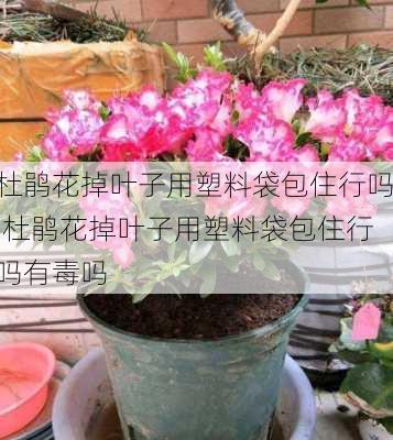 杜鹃花掉叶子用塑料袋包住行吗,杜鹃花掉叶子用塑料袋包住行吗有毒吗