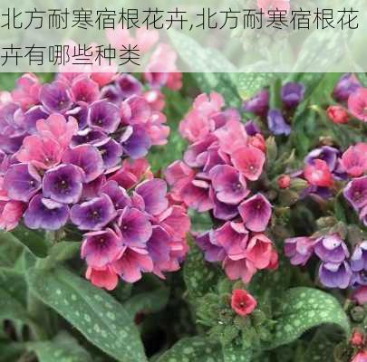 北方耐寒宿根花卉,北方耐寒宿根花卉有哪些种类