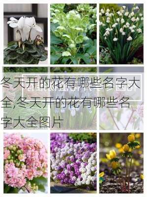 冬天开的花有哪些名字大全,冬天开的花有哪些名字大全图片