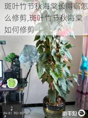 斑叶竹节秋海棠长得高怎么修剪,斑叶竹节秋海棠如何修剪