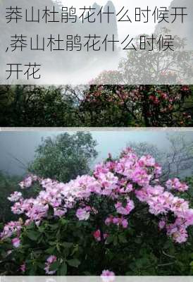 莽山杜鹃花什么时候开,莽山杜鹃花什么时候开花