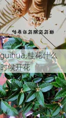 guihua,桂花什么时候开花