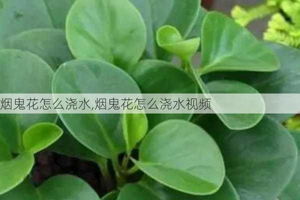 烟鬼花怎么浇水,烟鬼花怎么浇水视频