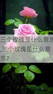 三个玫瑰是什么意思,三个玫瑰是什么意思?