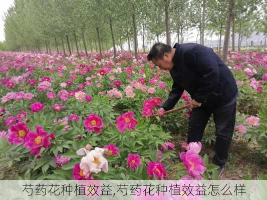 芍药花种植效益,芍药花种植效益怎么样