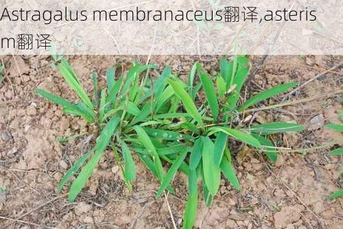 Astragalus membranaceus翻译,asterism翻译