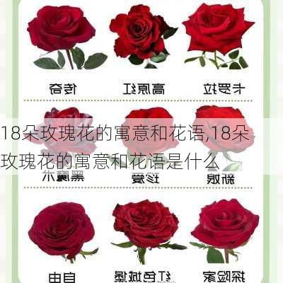 18朵玫瑰花的寓意和花语,18朵玫瑰花的寓意和花语是什么