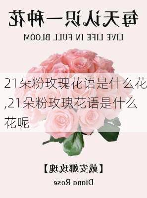 21朵粉玫瑰花语是什么花,21朵粉玫瑰花语是什么花呢