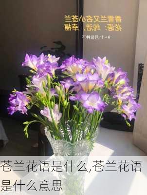 苍兰花语是什么,苍兰花语是什么意思