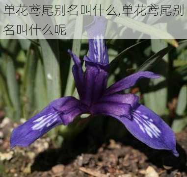 单花鸢尾别名叫什么,单花鸢尾别名叫什么呢