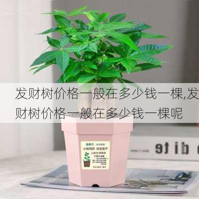 发财树价格一般在多少钱一棵,发财树价格一般在多少钱一棵呢