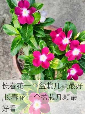 长春花一个盆栽几颗最好,长春花一个盆栽几颗最好看