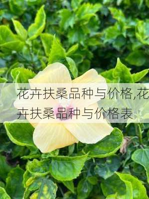 花卉扶桑品种与价格,花卉扶桑品种与价格表