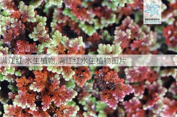 满江红 水生植物,满江红水生植物图片