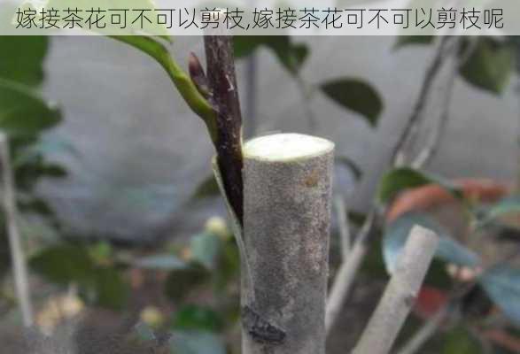 嫁接茶花可不可以剪枝,嫁接茶花可不可以剪枝呢