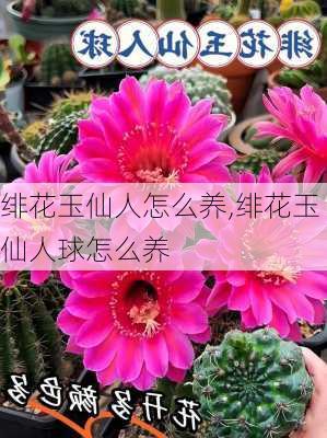 绯花玉仙人怎么养,绯花玉仙人球怎么养