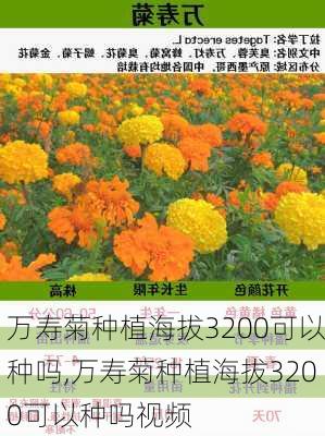 万寿菊种植海拔3200可以种吗,万寿菊种植海拔3200可以种吗视频