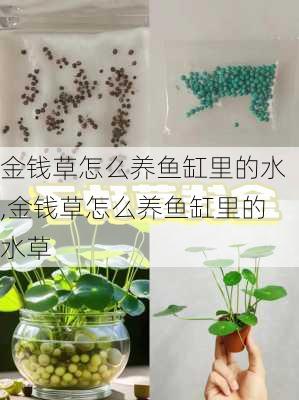 金钱草怎么养鱼缸里的水,金钱草怎么养鱼缸里的水草