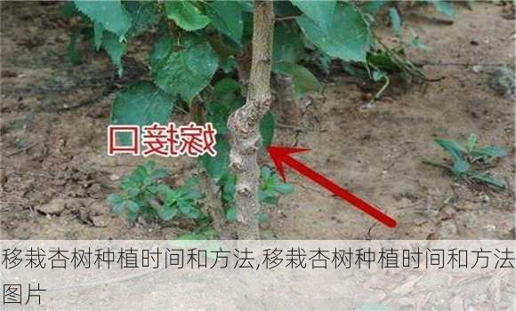 移栽杏树种植时间和方法,移栽杏树种植时间和方法图片