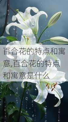 百合花的特点和寓意,百合花的特点和寓意是什么