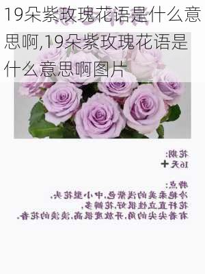 19朵紫玫瑰花语是什么意思啊,19朵紫玫瑰花语是什么意思啊图片