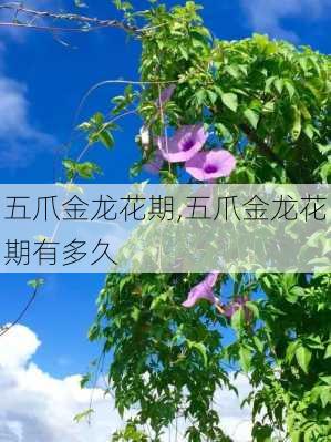 五爪金龙花期,五爪金龙花期有多久