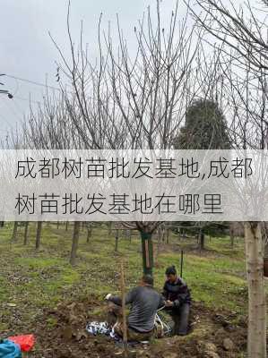 成都树苗批发基地,成都树苗批发基地在哪里