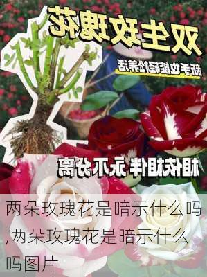 两朵玫瑰花是暗示什么吗,两朵玫瑰花是暗示什么吗图片