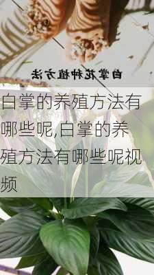 白掌的养殖方法有哪些呢,白掌的养殖方法有哪些呢视频